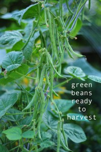 Saturday Harvest - Raised Urban Gardens