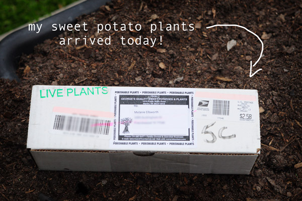 Planting Sweet Potatoes in a Cardboard Box